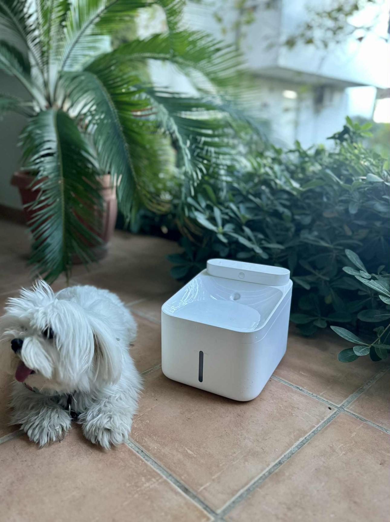 ﻿Ο Φρέντι ανακαλύπτει το νέο Xiaomi Smart Pet Fountain και δεν ξεκολλά από δίπλα του»