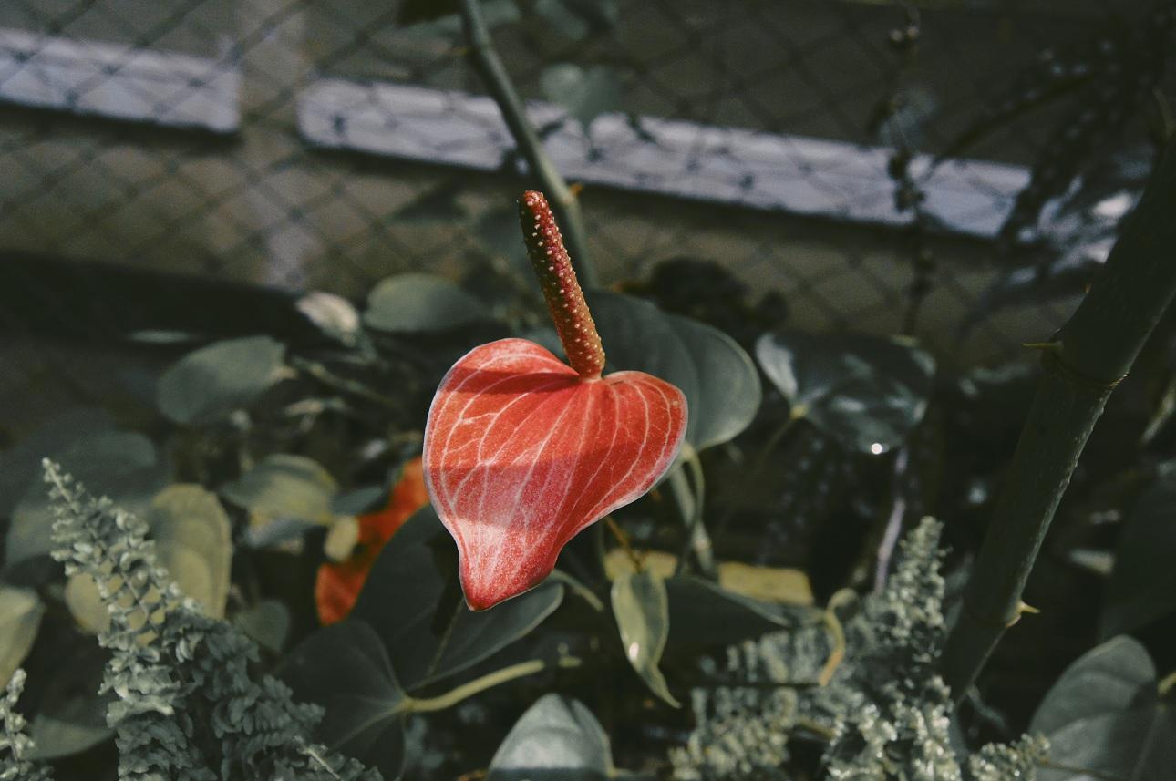 Anthurium Andraeanum/Φωτογραφία Unsplash 