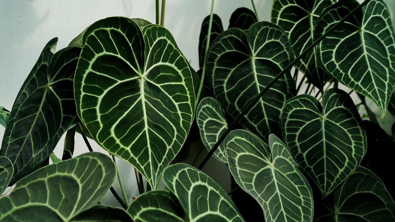 Anthurium Clarinervium/Φωτογραφία Unsplash 