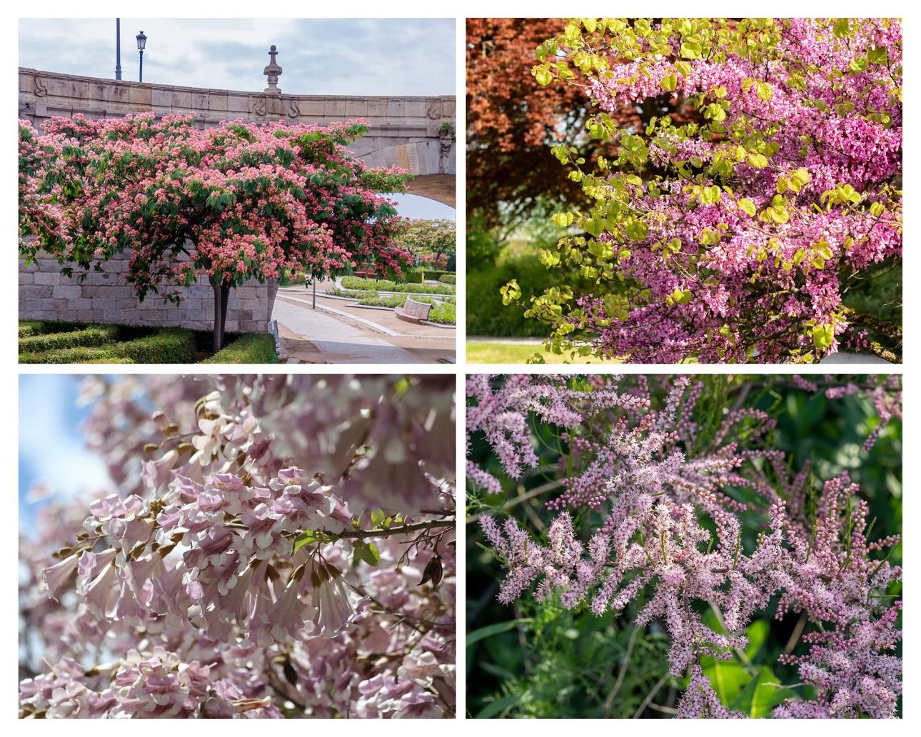 Πάνω αριστερά:  Albizia julibrissin    / Πάνω δεξιά:  ﻿Cercis siliquastrum Κάτω αριστερά: paulownia tomentosa / Κάτω δεξιά: tamarix parvifloraΦωτογραφίες : shutterstock