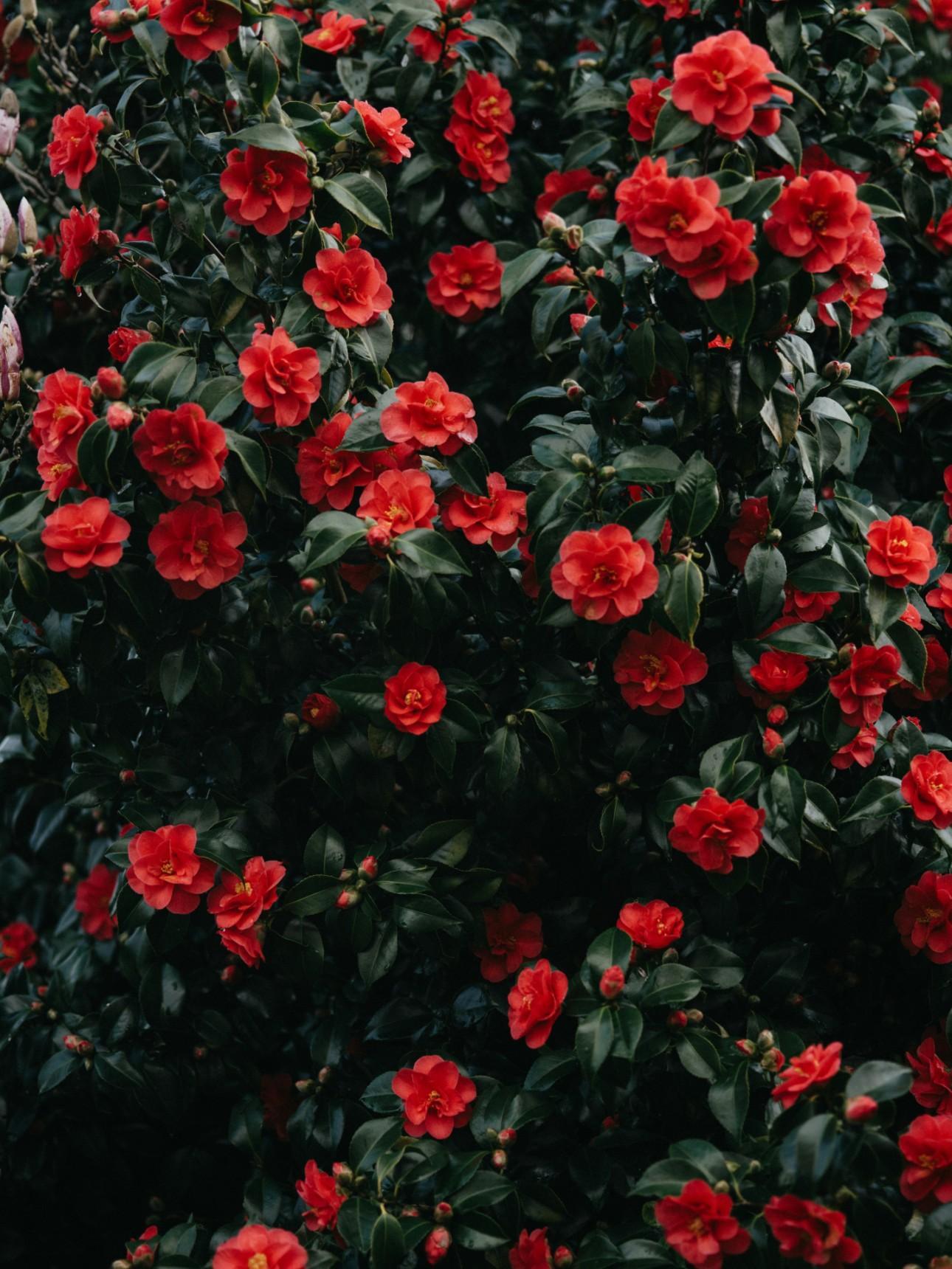  Η ιαπωνική καμέλια (Camellia japonica) μπορεί να καλλιεργηθεί τόσο σε κήπο όσο και σε γλάστρα / Φωτογραφία: Unsplash 