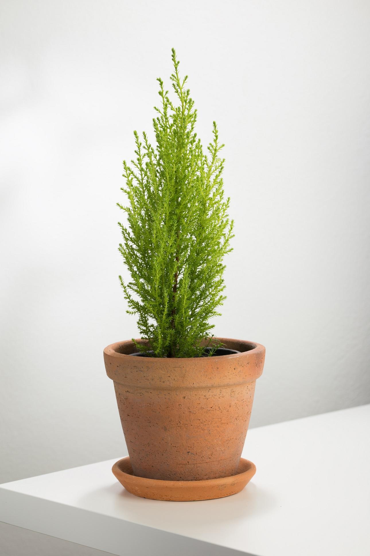 Cupressus macrocarpa/Φωτογραφία Shutterstock