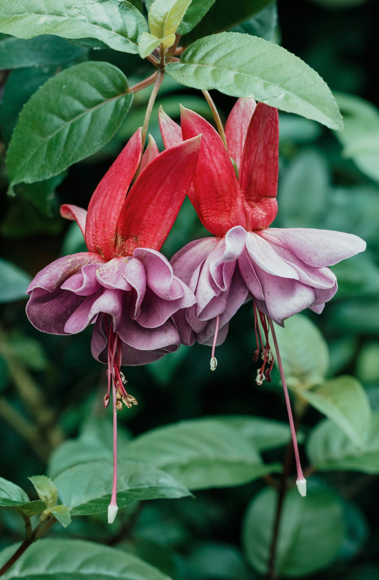 Fuchsia hybrida/Φωτογραφία Unsplash 