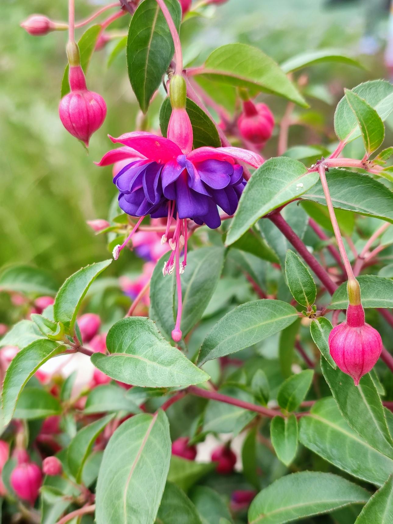Fuchsia hybrida/Φωτογραφία Unsplash 