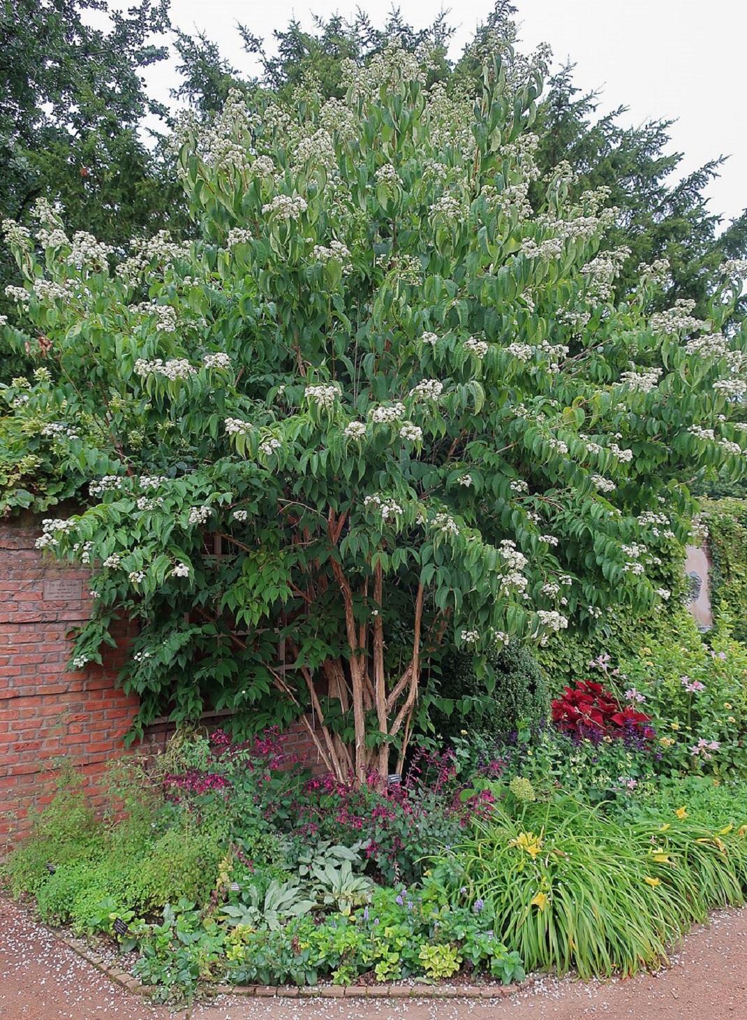 Φωτογραφία wikipedia