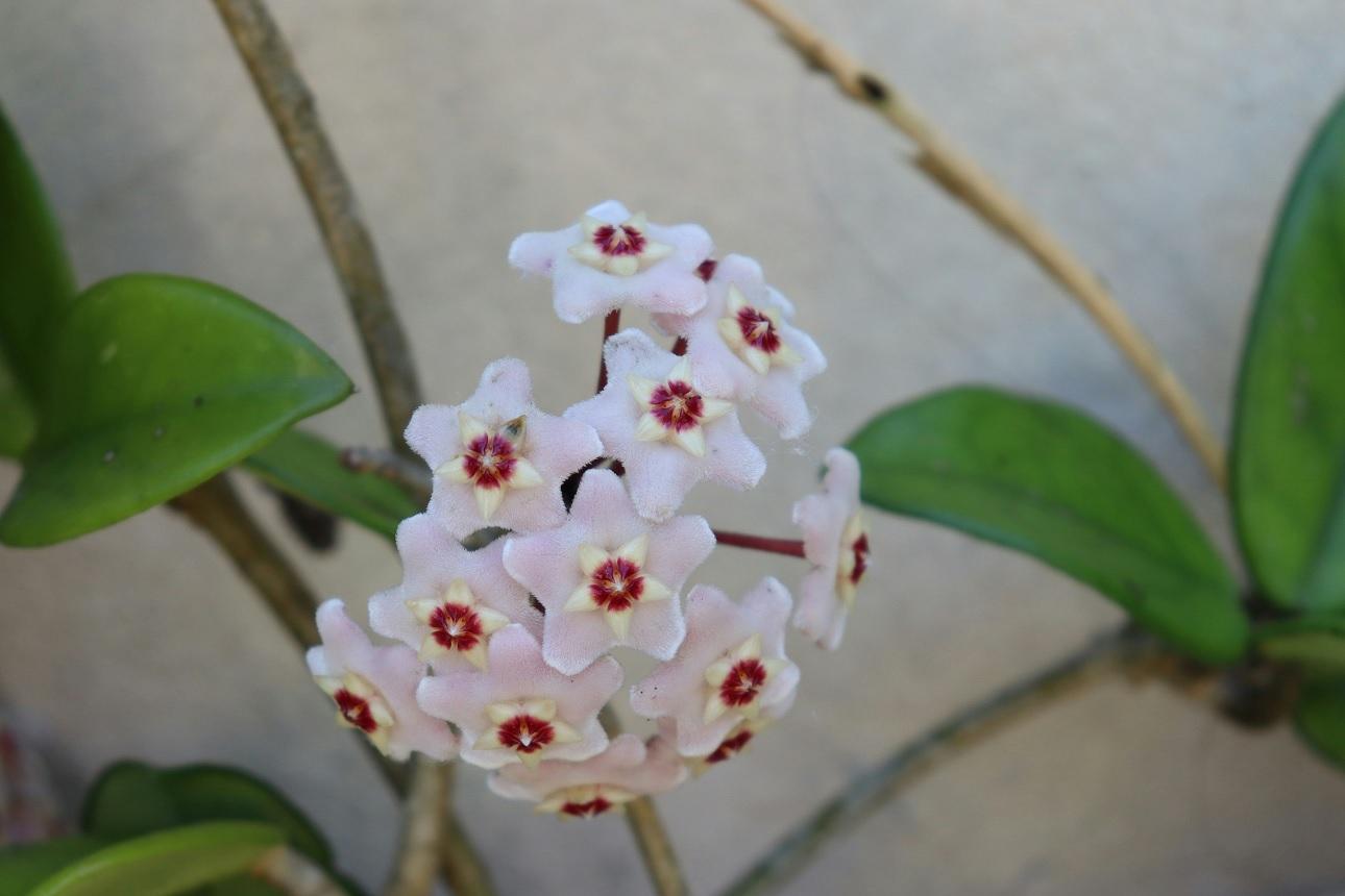 Hoya carnosa - Φωτογραφία Unsplash
