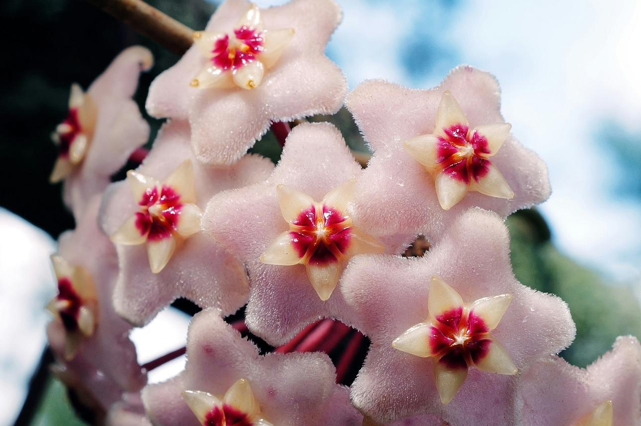 Hoya carnosa - Φωτογραφία Unsplash
