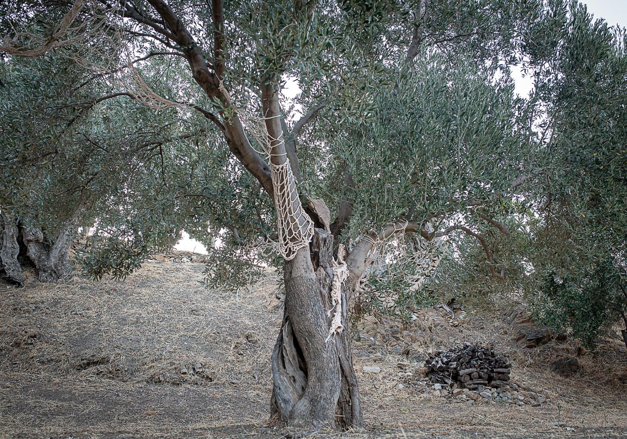  Ένα δεύτερο δέρμα, υφασμένο από βιώσιμο βαμβάκι αγκαλιάζει προστατευτικά την ελιά, άποψη του έργου της Μαριάντρη 