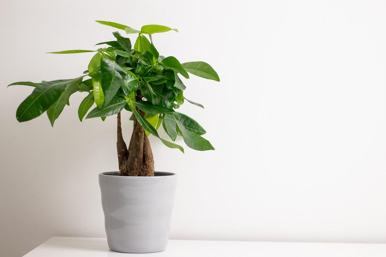 Pachira Aquatica/Φωτογραφία Shutterstock 