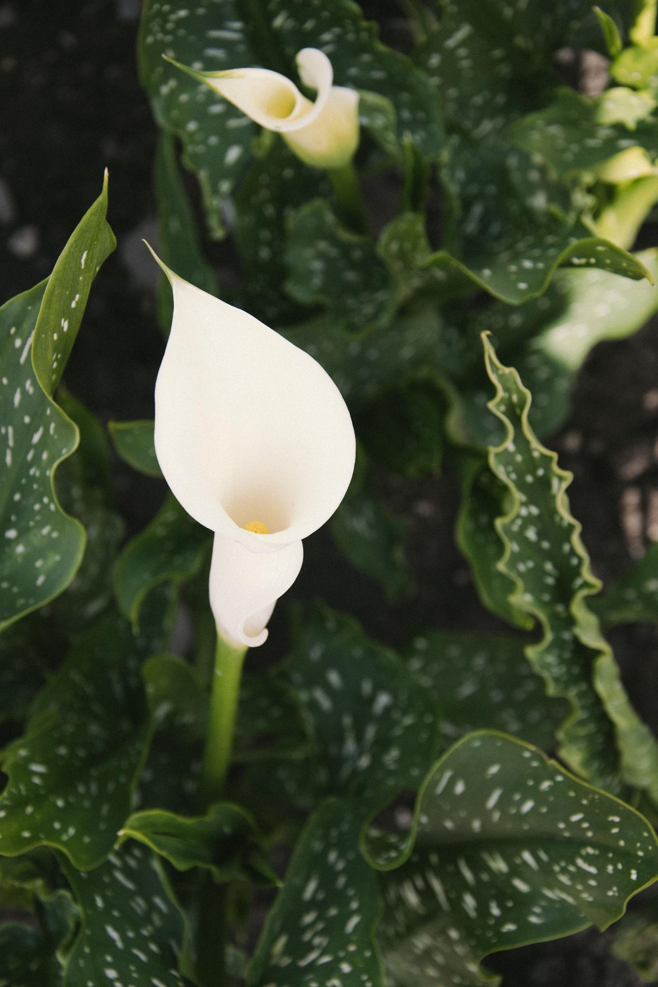 Peace lily/Φωτογραφία Pexels 