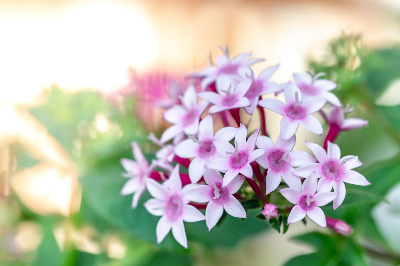 Pentas lanceolata/Φωτογραφία Shutterstock 
