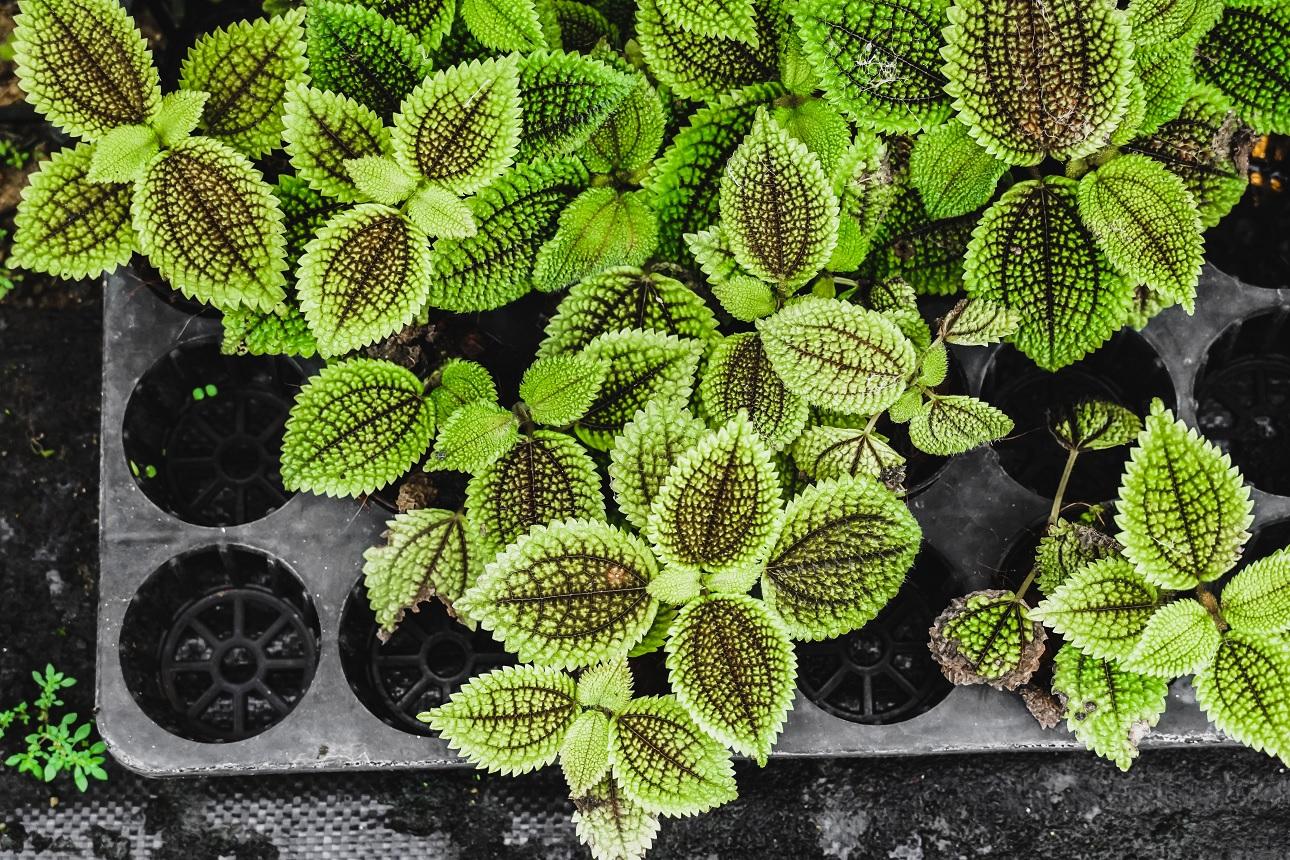 To «φυτό της φιλίας»/Φωτογραφία Shutterstock