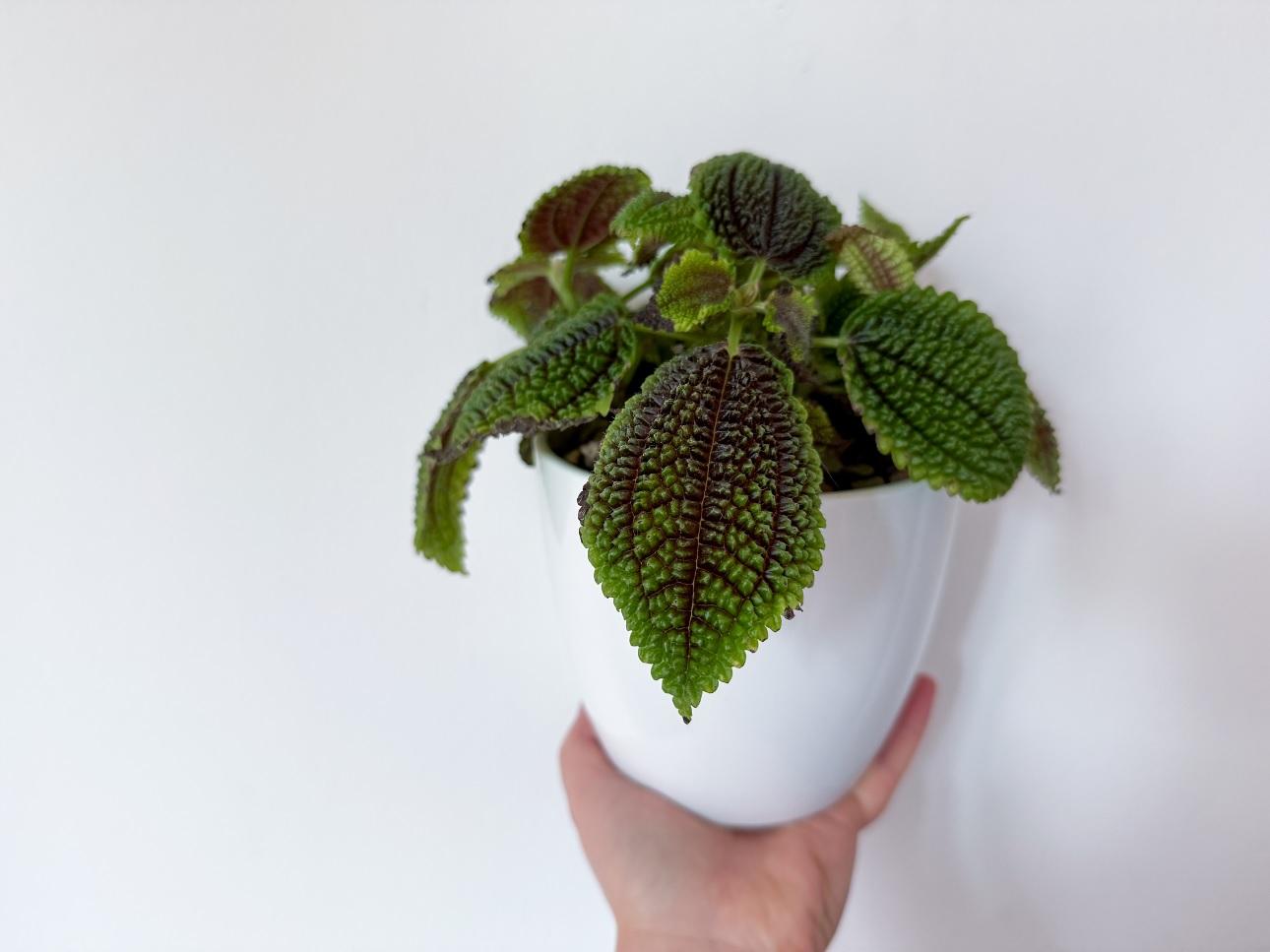 To «φυτό της φιλίας»/Φωτογραφία Shutterstock