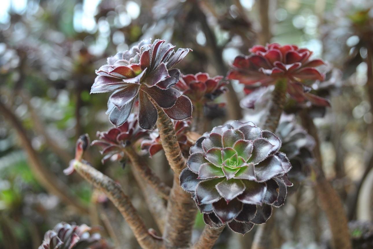  Black Tree Aeonium/Φωτογραφία Shutterstock
