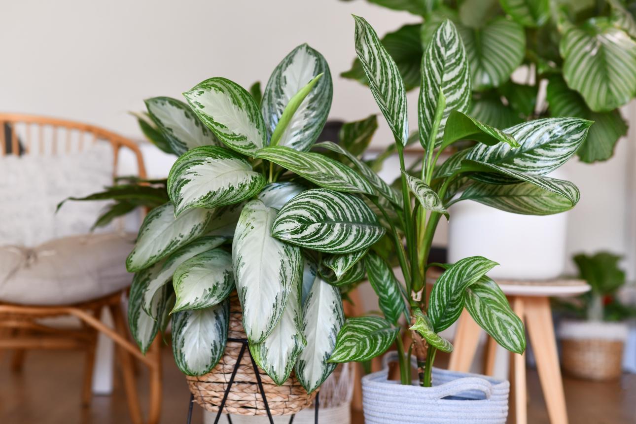 Αγλαόνημα/ Φωτογραφία: Shutterstock