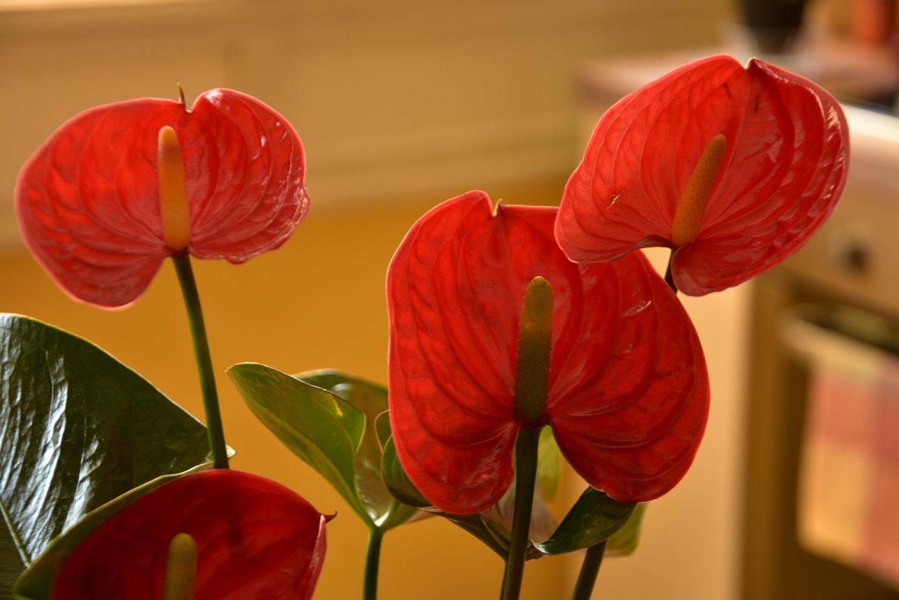 Ανθούριο, Φωτογραφία: Shutterstock