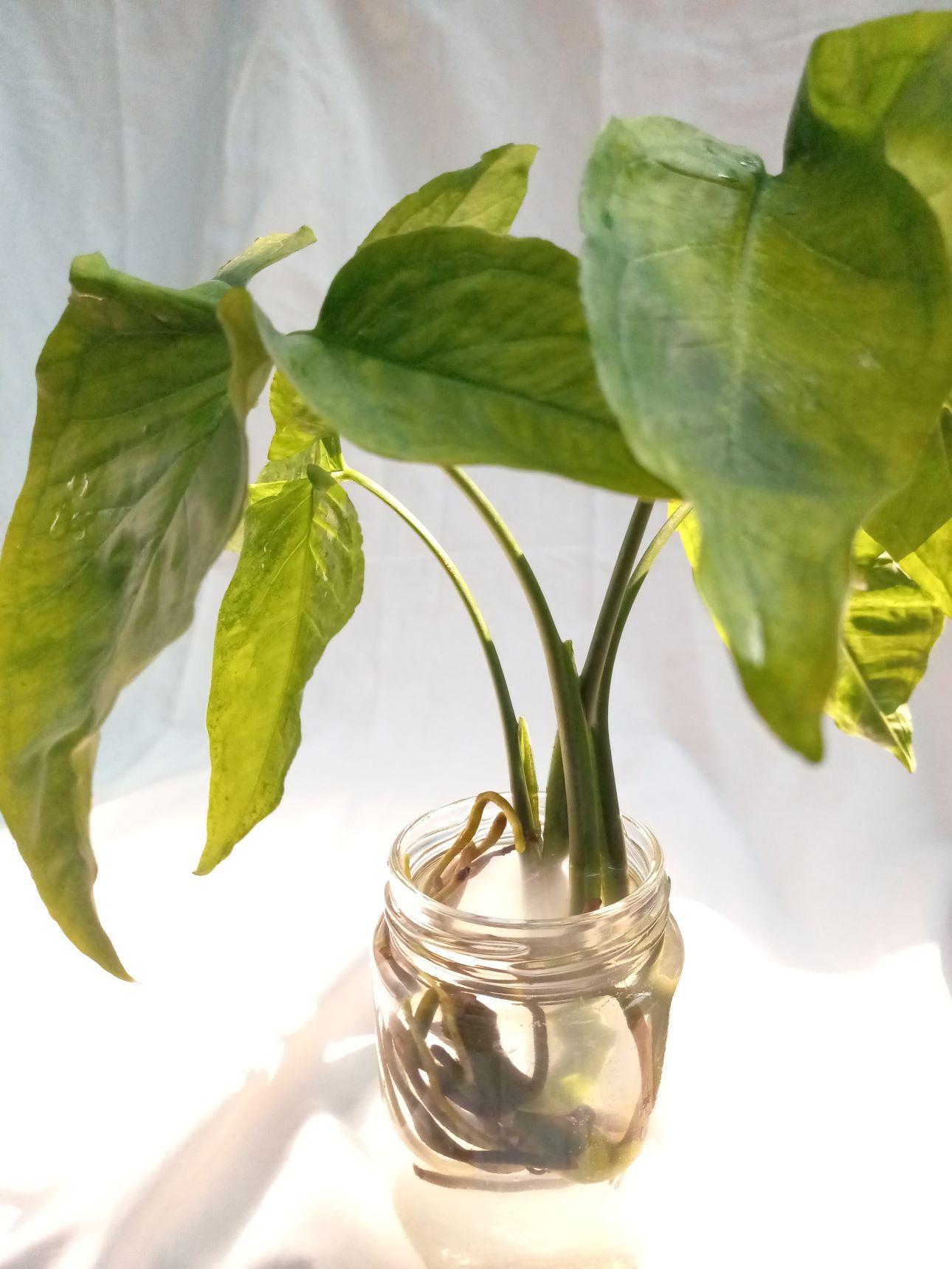 Συγκόνιο/ Φωτογραφία: Shutterstock 