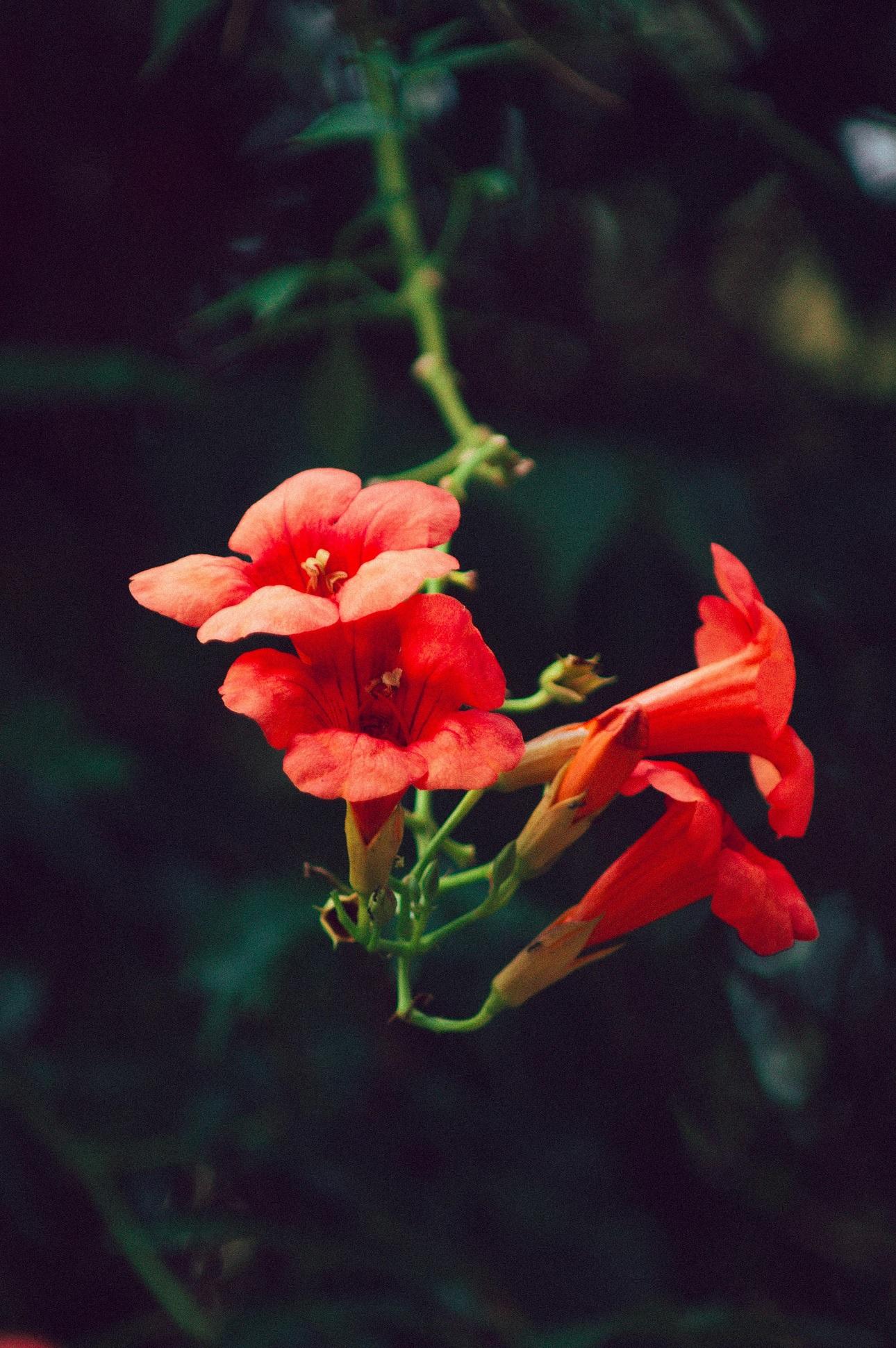 Φωτογραφία Pexels 