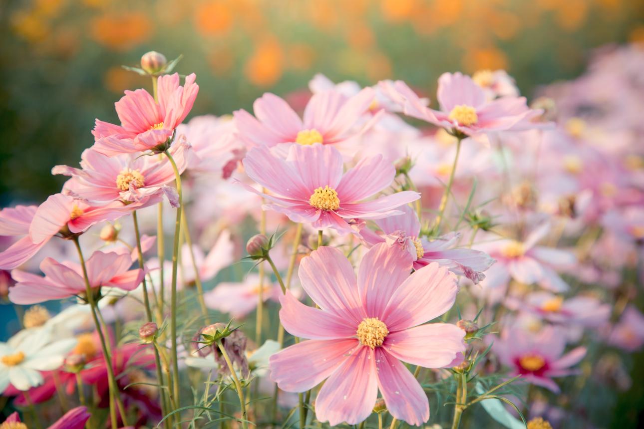 Κοσμέα/ Φωτογραφία: Shutterstock   