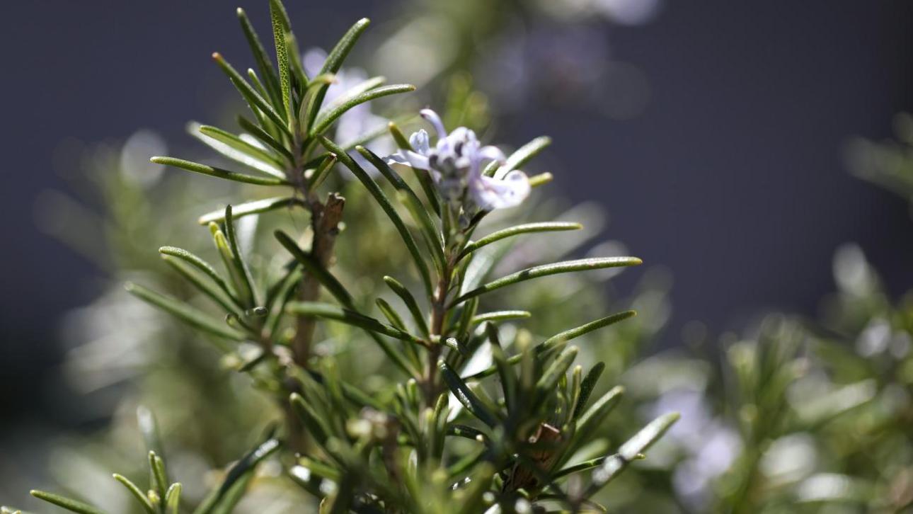  Δεντρολίβανο/ Φωτογραφία: Unsplash