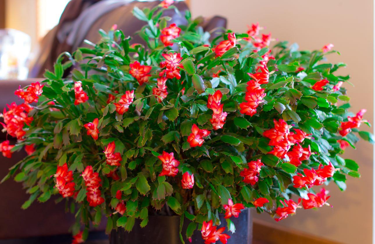 Χριστουγεννιάτικος κάκτος/  Φωτογραφία: Shutterstock 