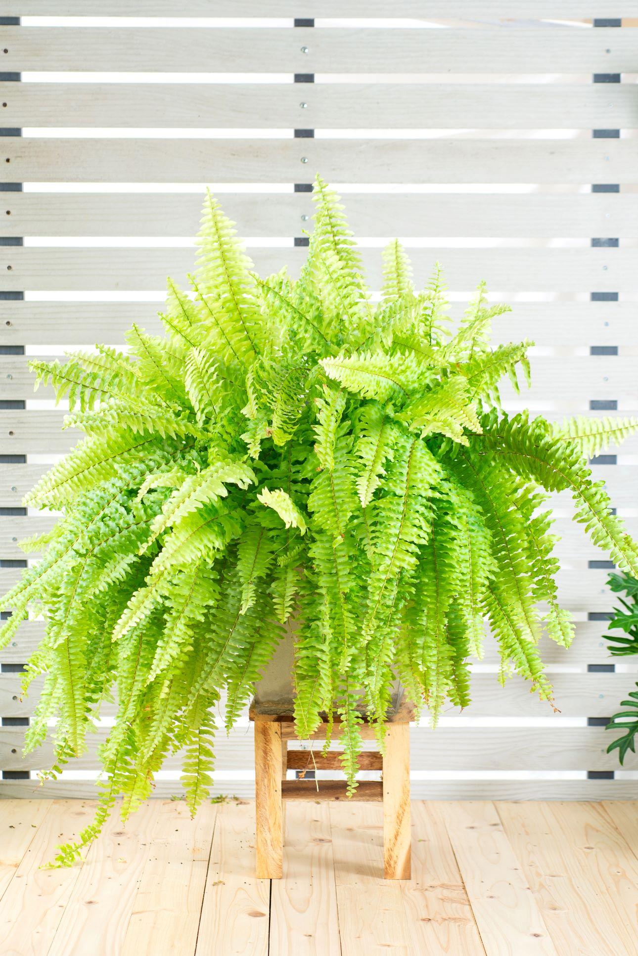 Φτέρη της Βοστώνης/ Φωτογραφία: Shutterstock