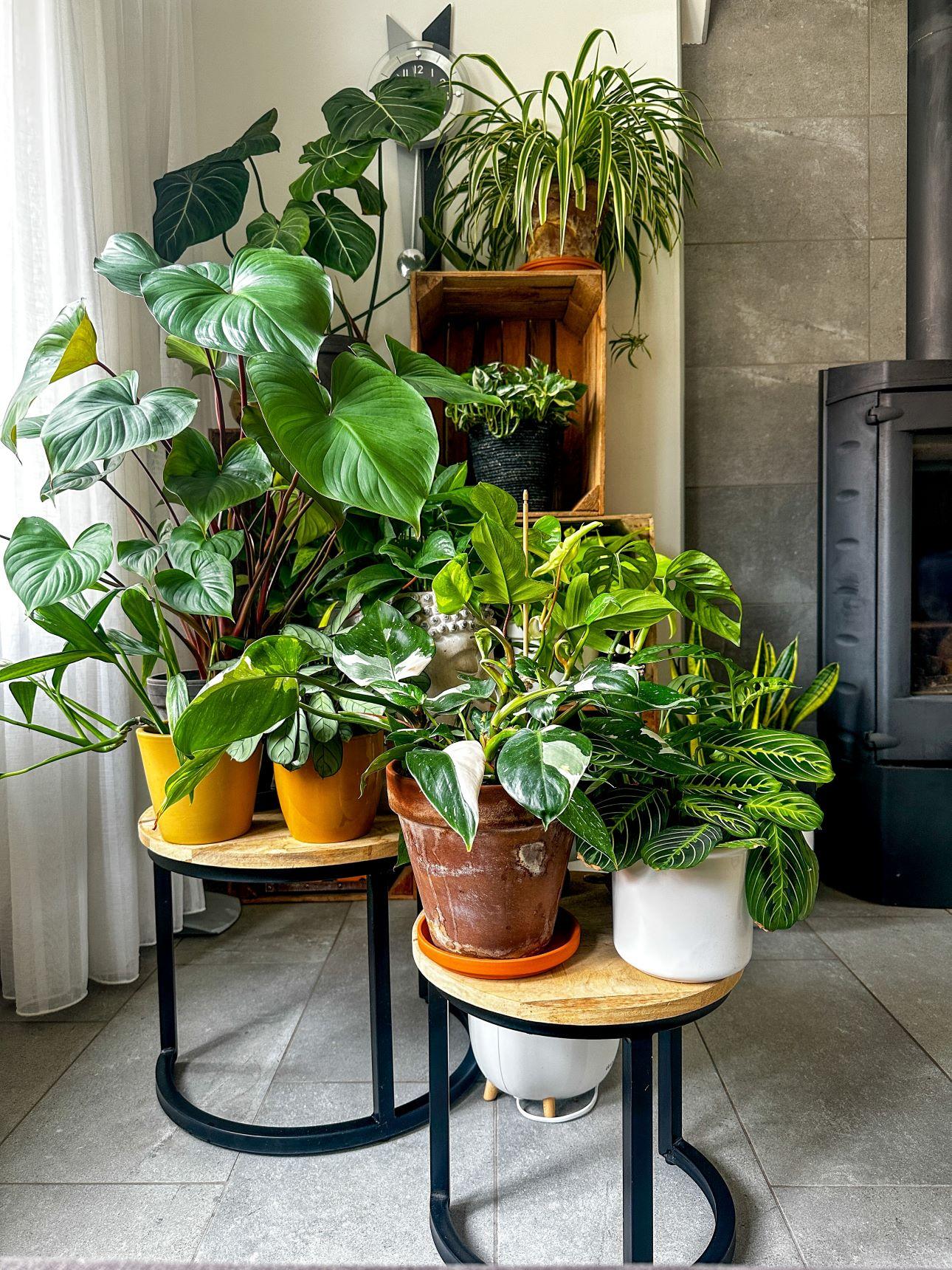 Πλούσια φυτά εσωτερικού χώρου δίνουν χρώμα σε μια γωνία που αλλιώς θα περνούσε απαρατήρητη/ Φωτογραφία: Shutterstock