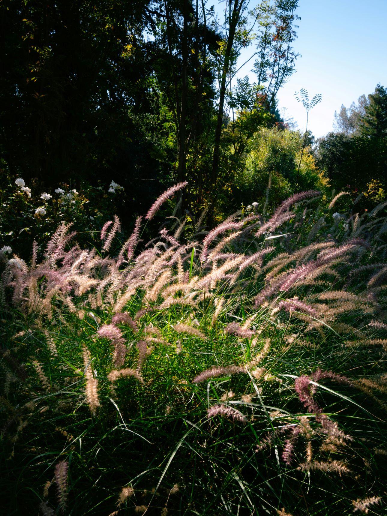 Το φυτό «συντριβάνι»/ Φωτογραφία: Unsplash 