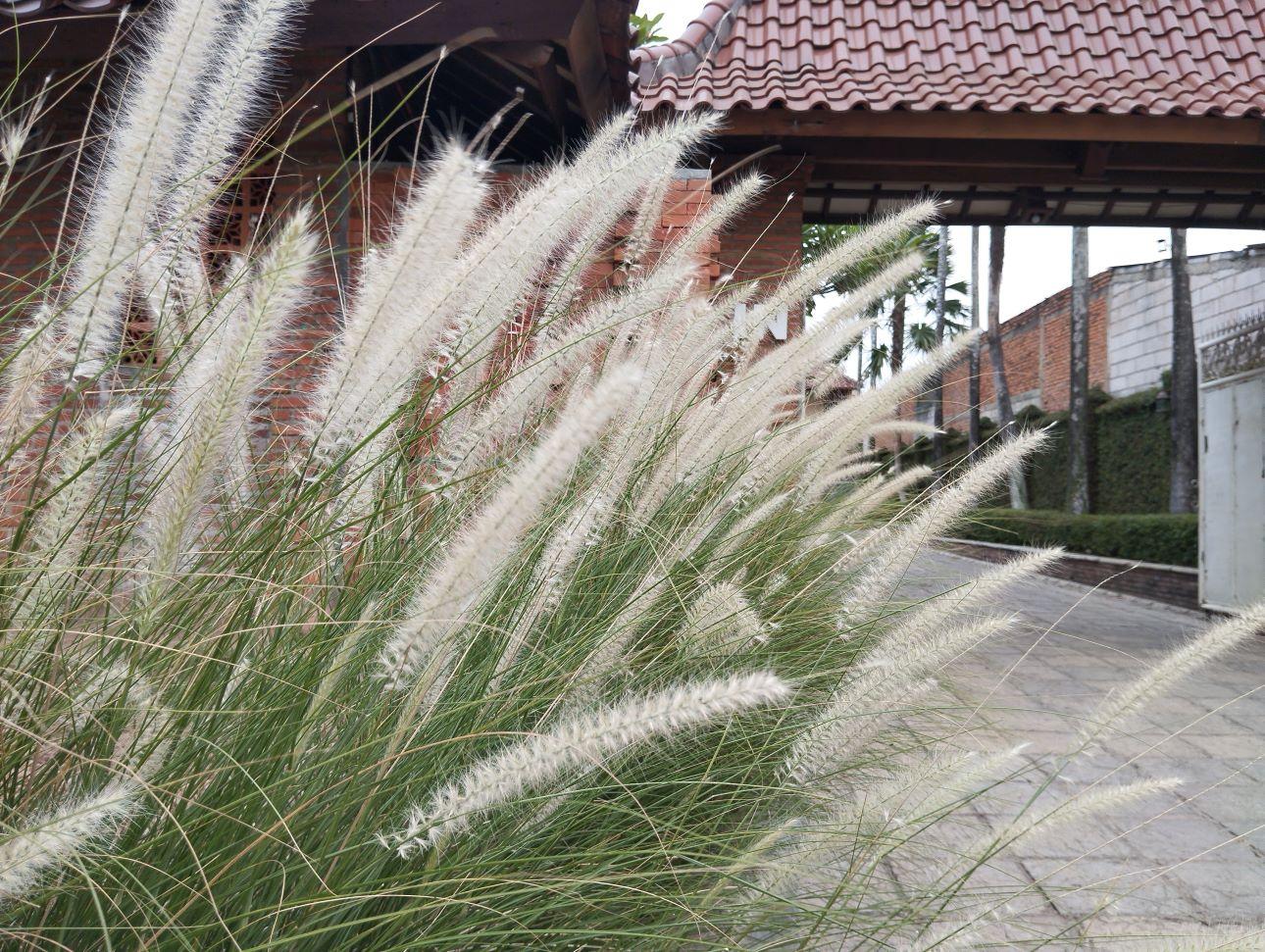 Το φυτό «συντριβάνι»/ Φωτογραφία: Unsplash