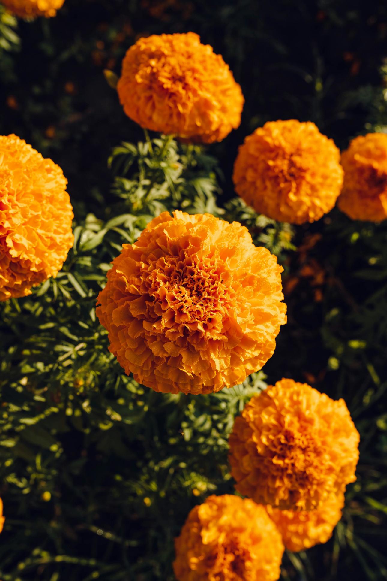 Φωτογραφία: Pexels