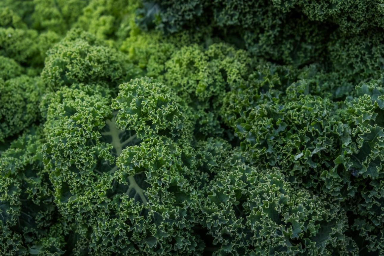 Λαχανίδα (kale) / Pexels