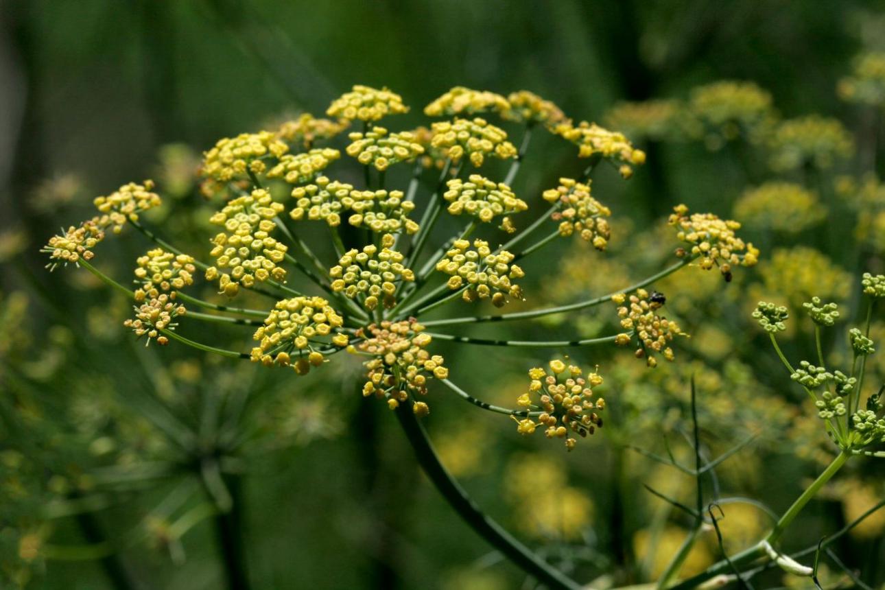 Mάραθος / Pexels