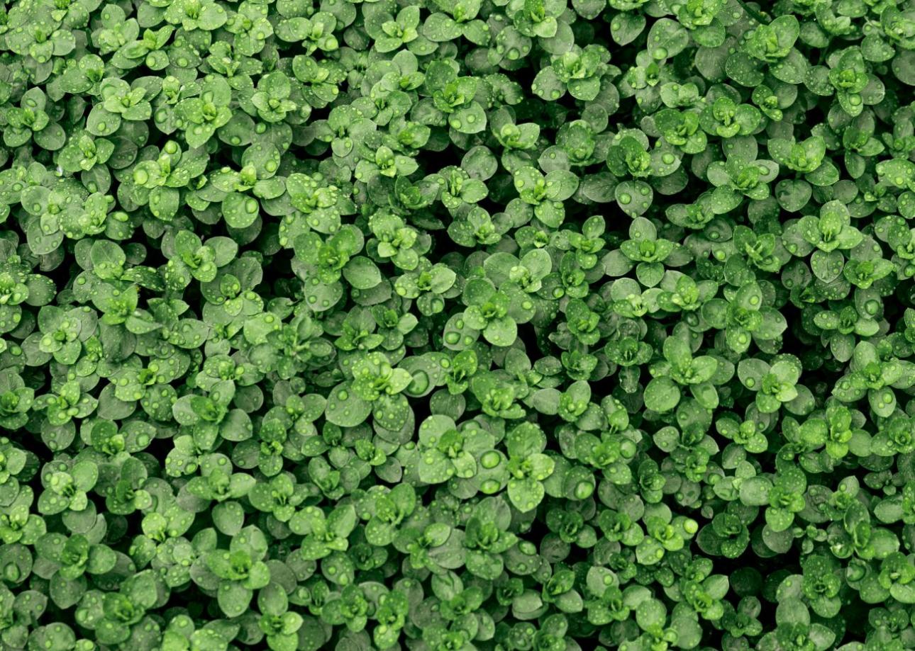 Θυμάρι / Pexels