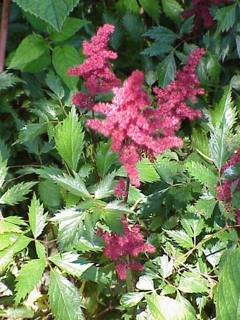 Astilbe / Wikimedia Commons