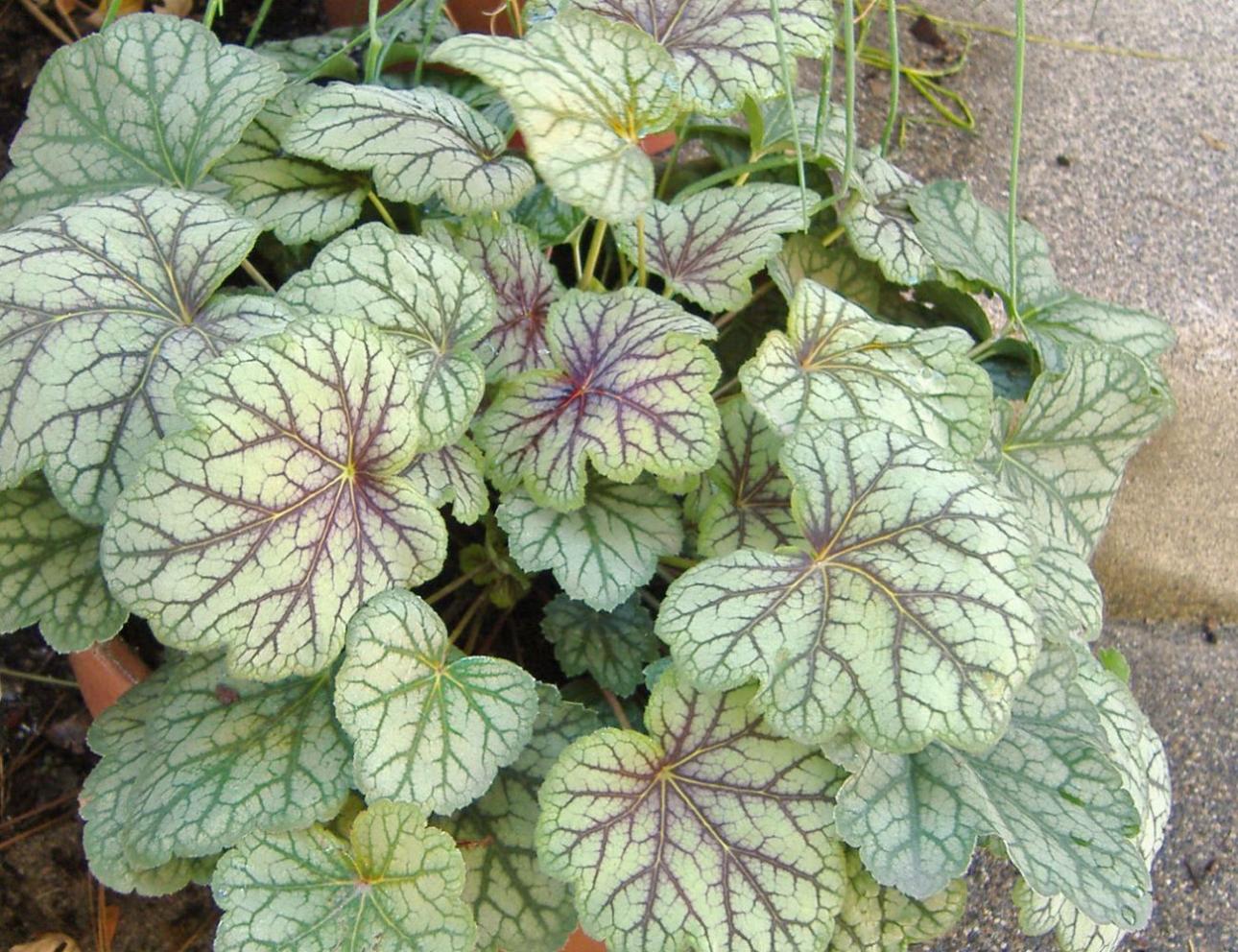  Heuchera / Tahota, Wikimedia Commons