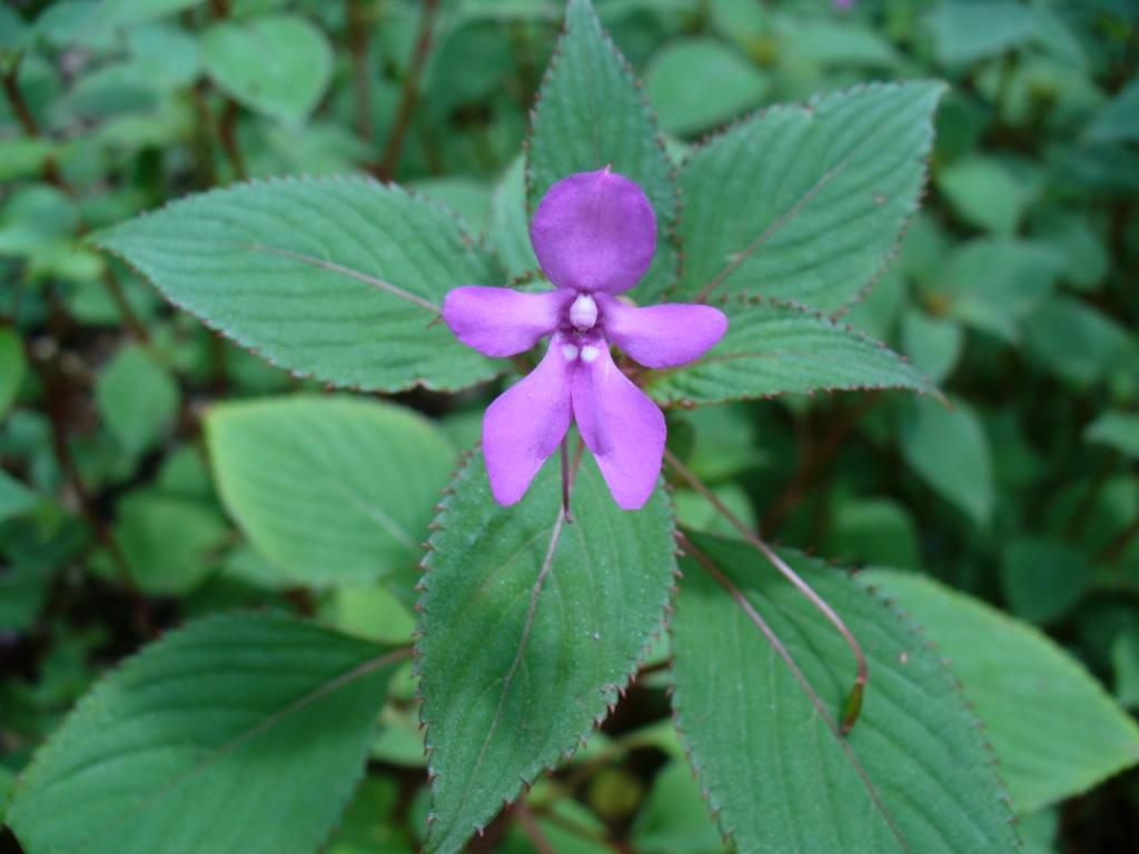 Impatiens / Andrew Massyn, Wikimedia Commons