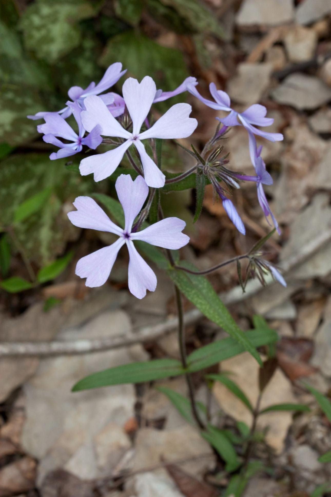  Phlox divaricata / Wikimedia Commons