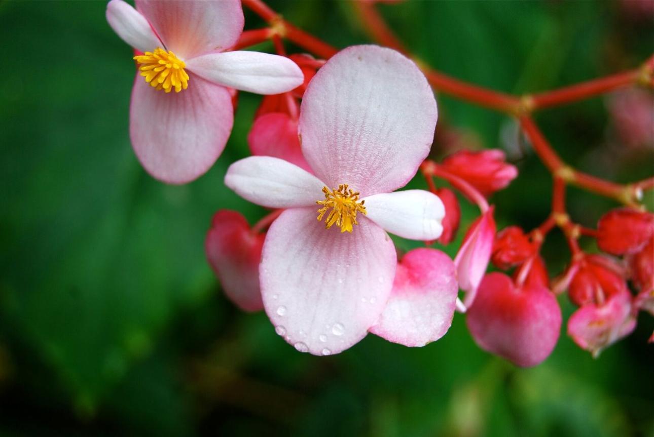 Begonia / Janine from Mililani, Hawaii, Wikimedia Commons