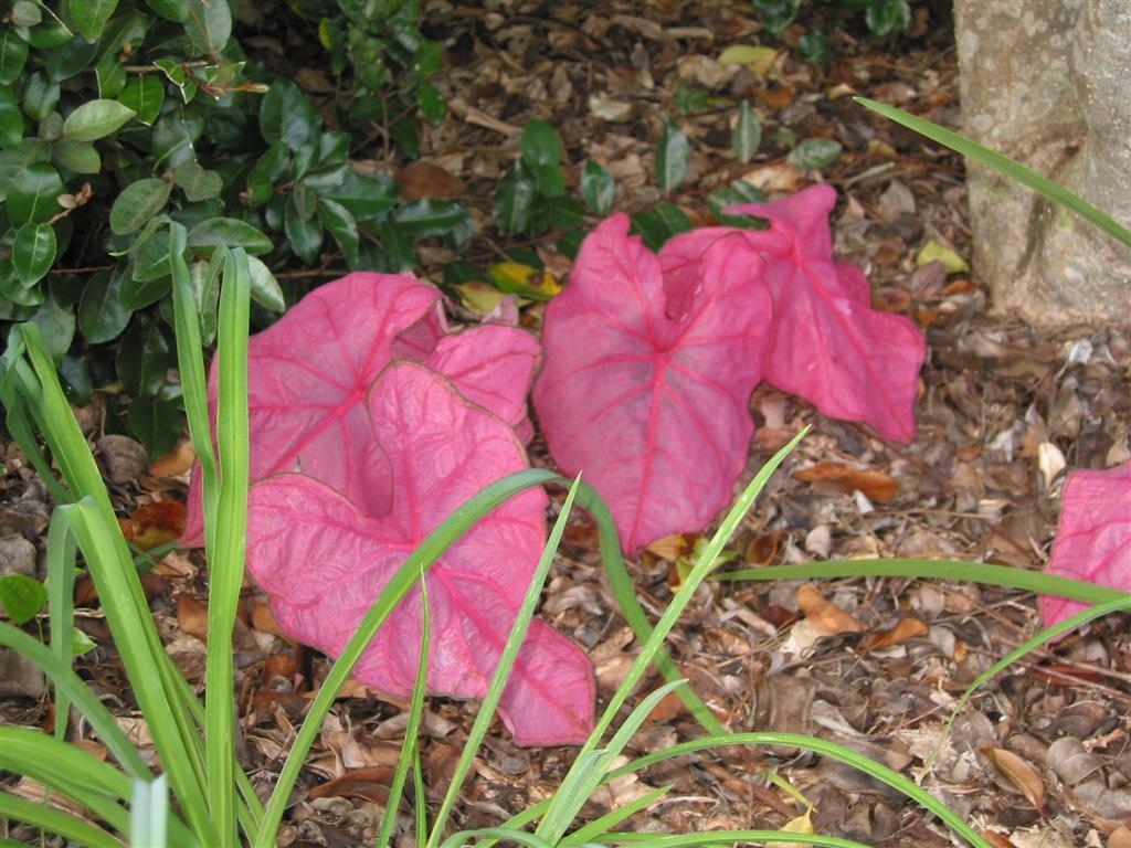 Caladium / Wikimedia Common