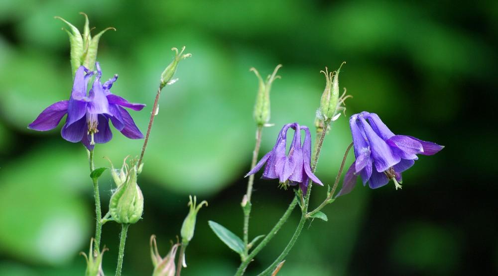 Columbine / Python (Peter Rühr), Wikimedia Commons