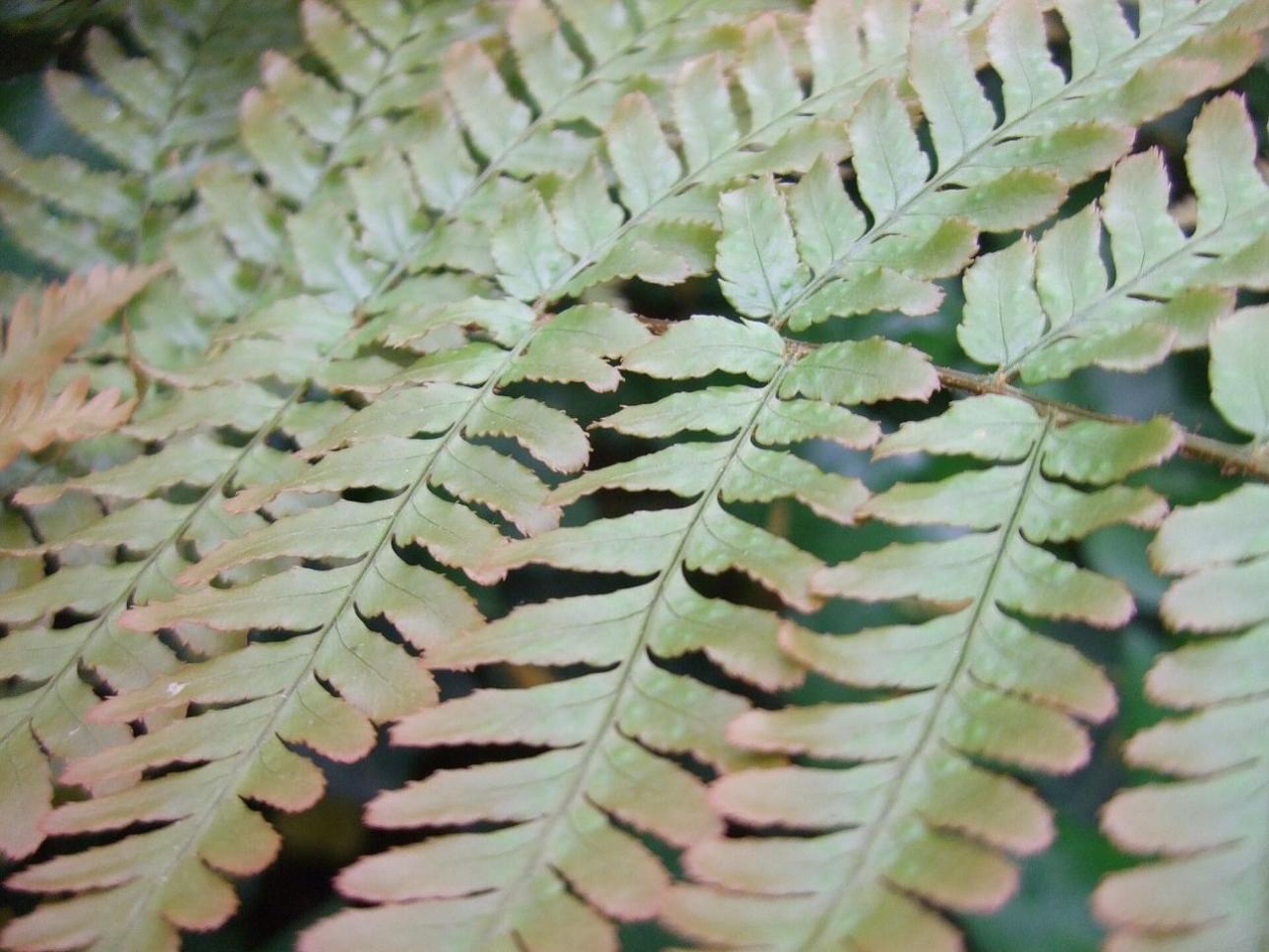  Dryopteris erythrosora / Liam Kaplan, Wikimedia Commons