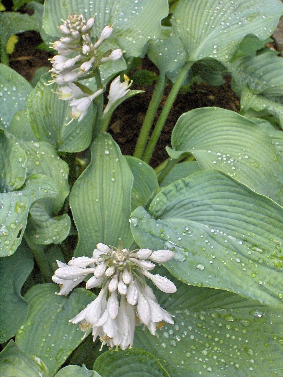 Hosta / Wikimedia Commons