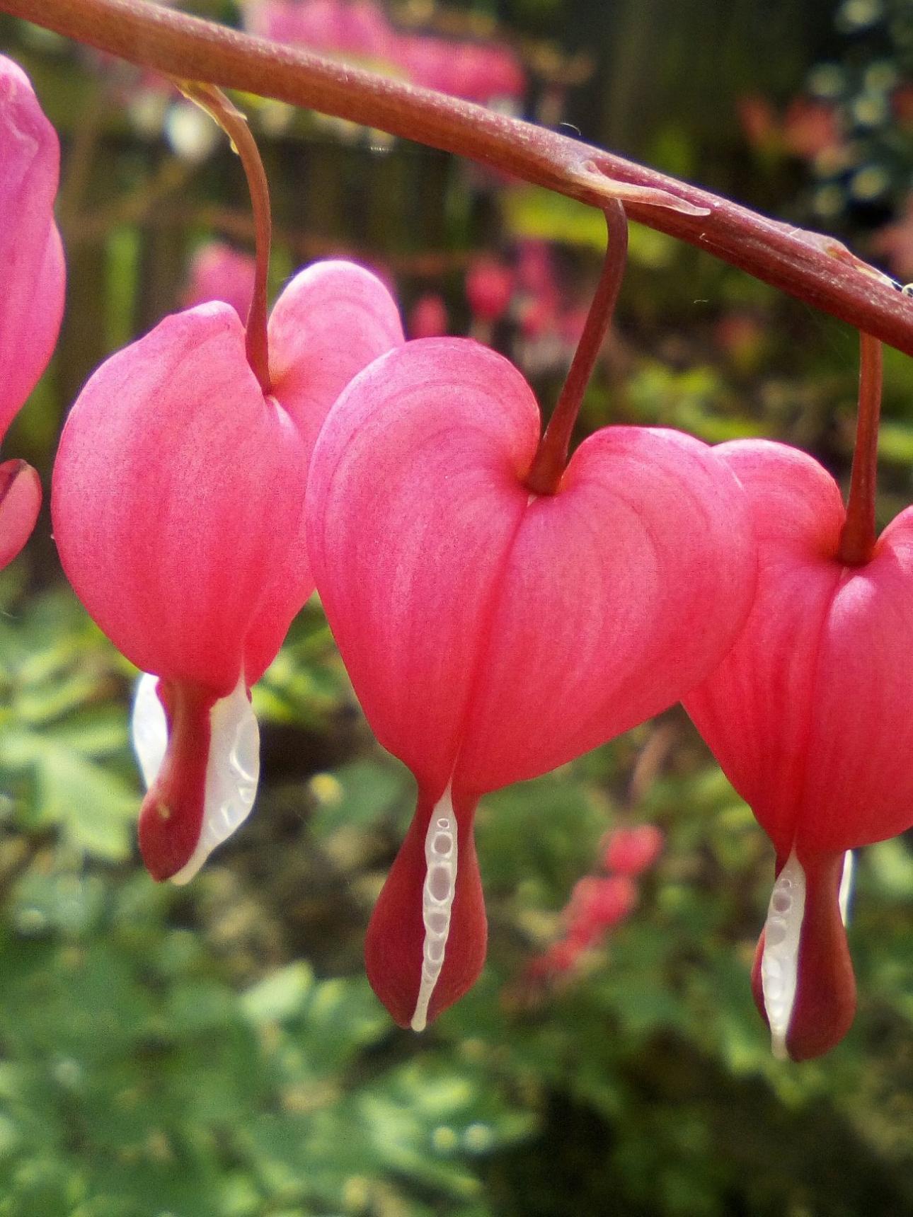 Lamprocapnos spectabilis / D. Pojda (DiPGames), Wikimedia Commons