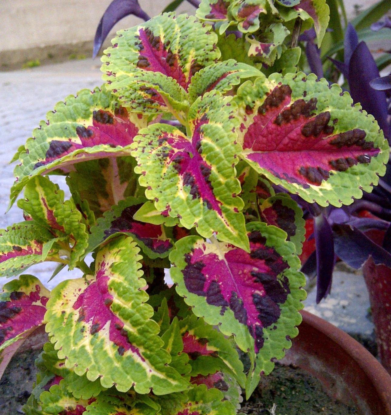 Coleus / Aftabbanoori, Wikimedia Commons