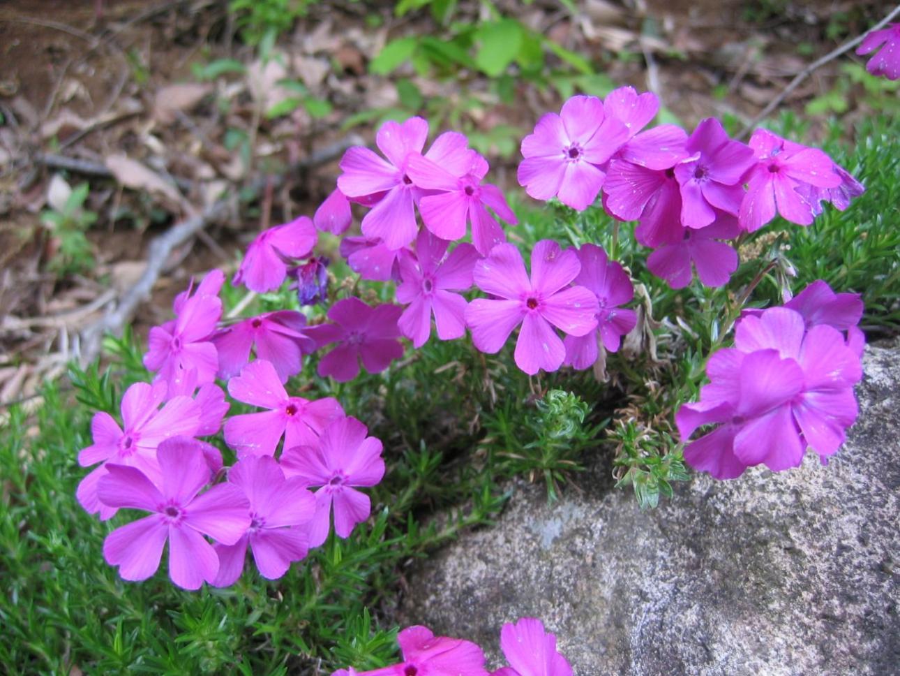  Phlox subulata  / Wikimedia Commons