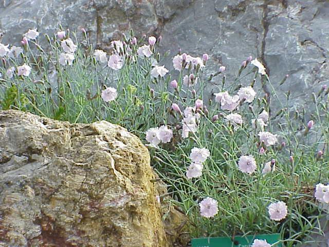  Dianthus gratianapolitanus / Kurt Stüber, Wikimedia Commons
