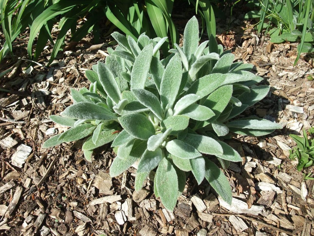  Stachys byzantina / Chhe at English Wikipedia, Wikimedia Commons