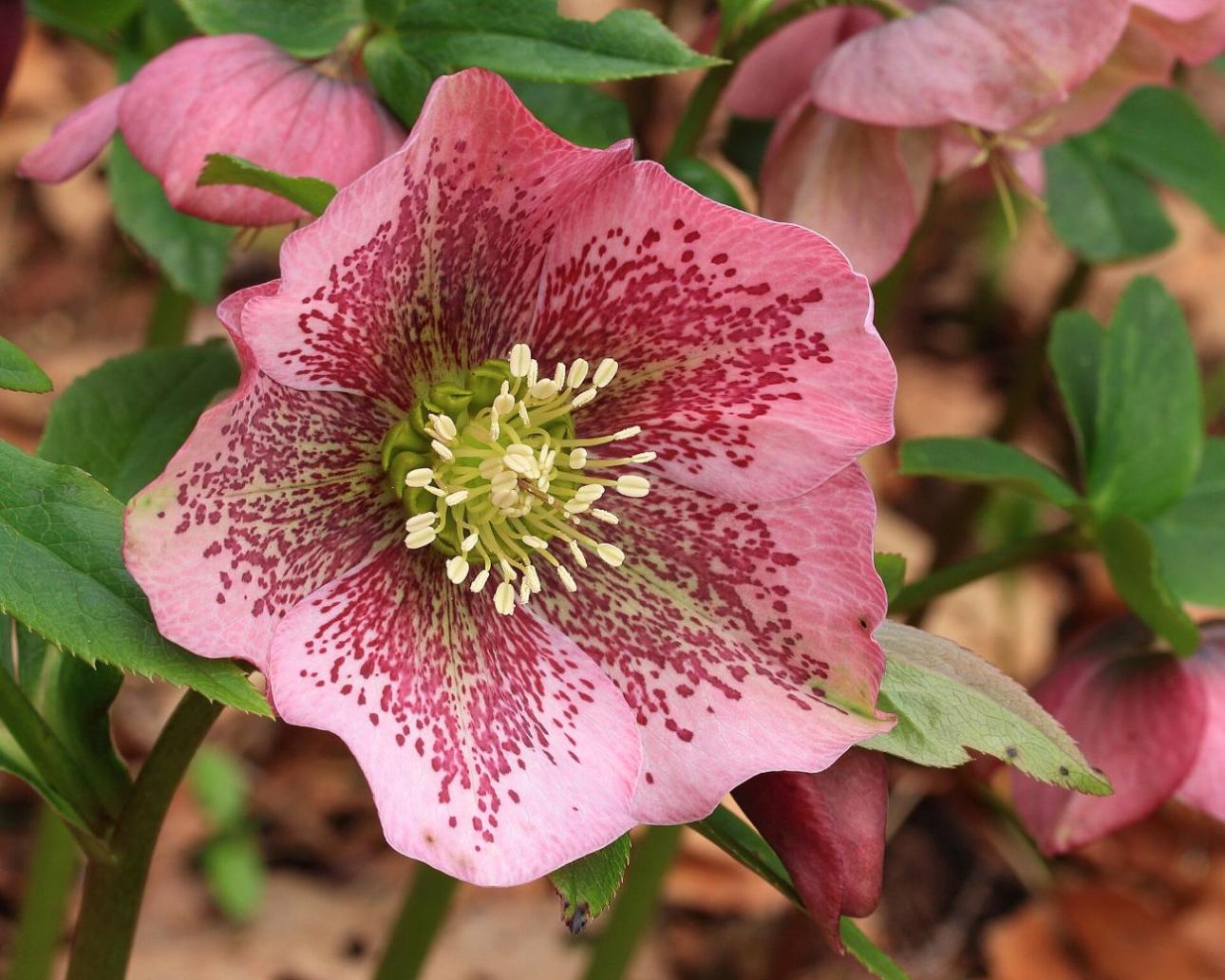  Helleborus orientalis / Dominicus Johannes Bergsma, Wikimedia Commons