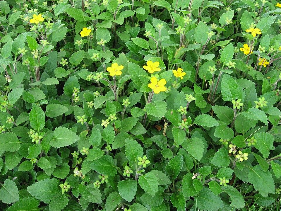  Chrysogonum virginianum / Chhe, Wikimedia Commons