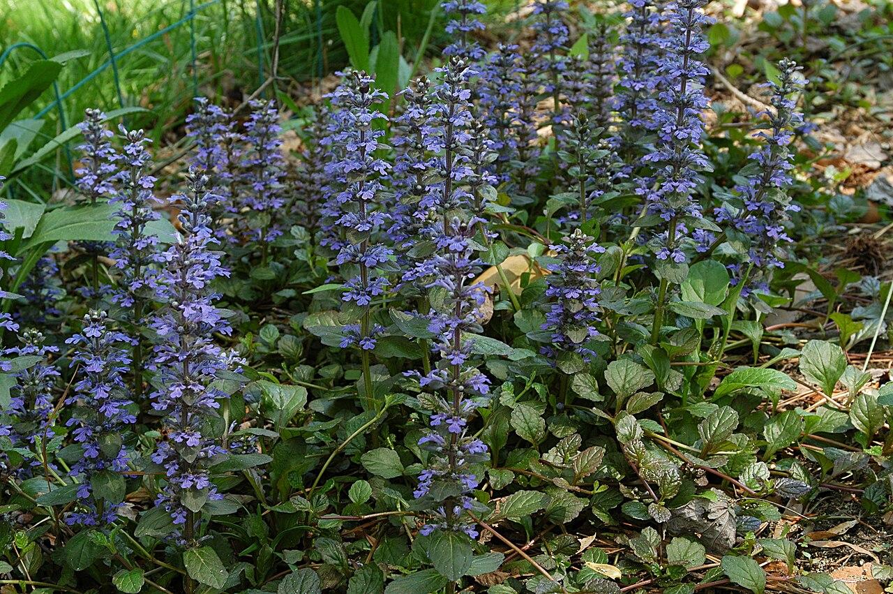  Ajuga reptans / G. Edward Johnson, Wikimedia Commons